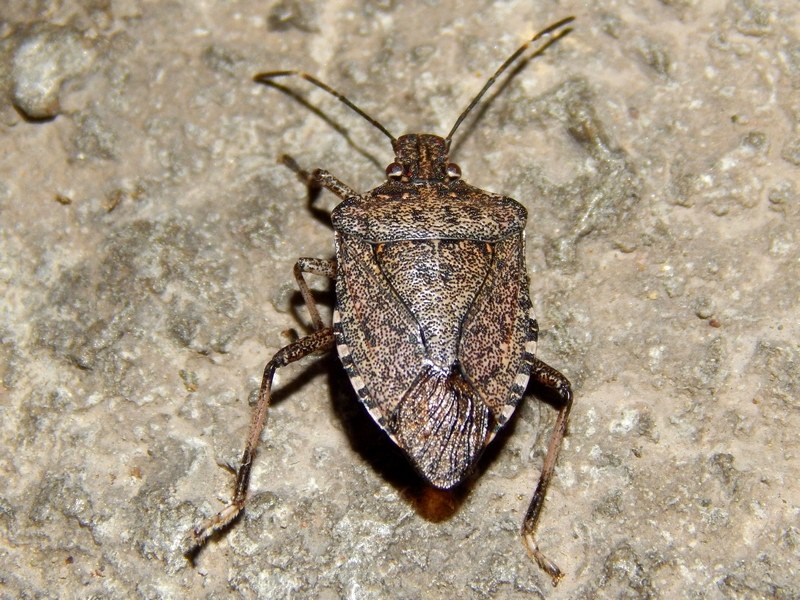 Rhaphigaster nebulosa? No , Halyomorpha halys